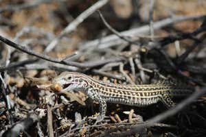 A whiptail lizard