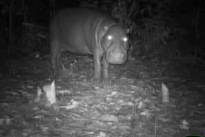 Pygmy hippo photographed using a camera trap