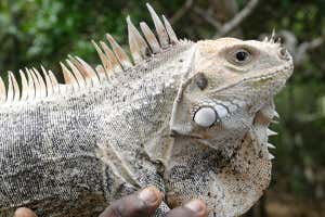 Adult male Grenadines pink rhino iguana (Iguana insularis insularis) on Palm Island