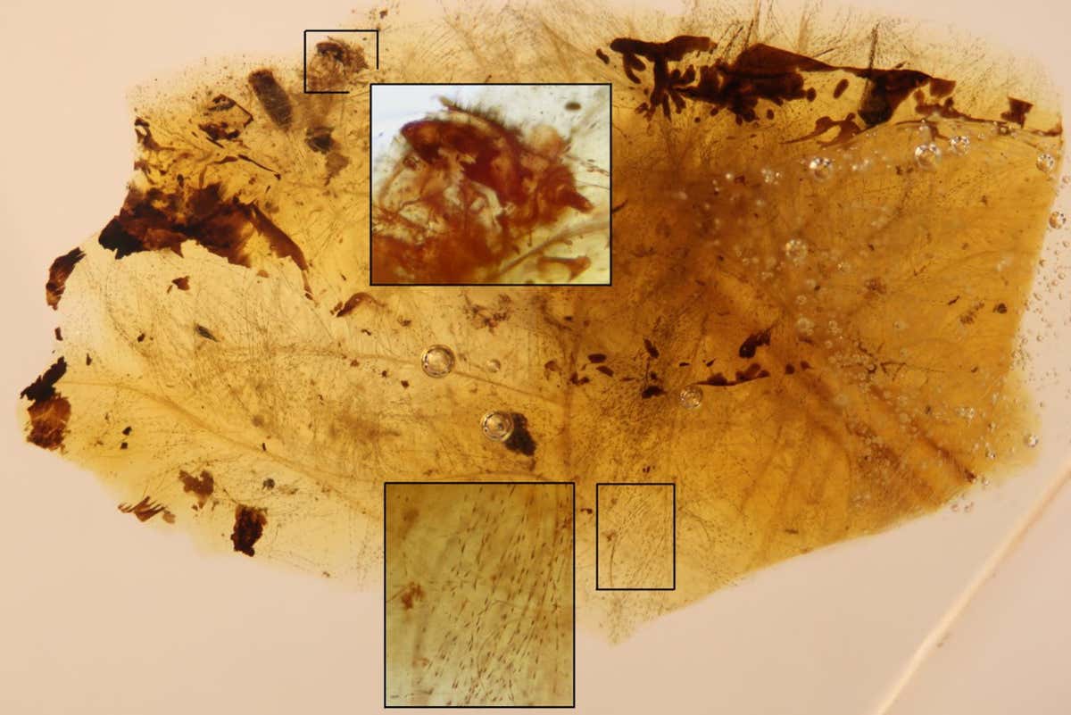 Amber fragment with feather portions and beetle larval moults