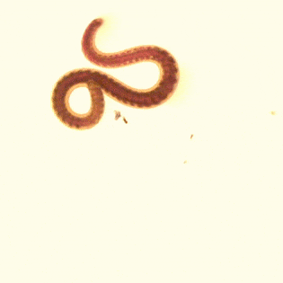 New Scientist Default Image