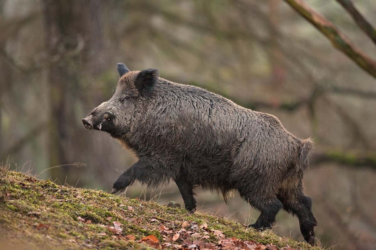 Wild boars get spooked by even a dead wolf