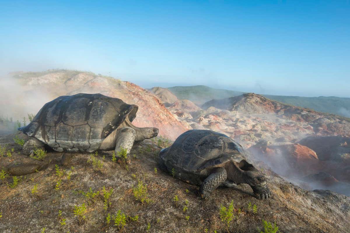 A pair of Volcan Alcedo Giant Tortoises on Isabela Island in the Galapagos archipelago