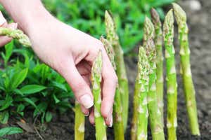 TTA1TP Farmer planting asparagus into black soil in garden