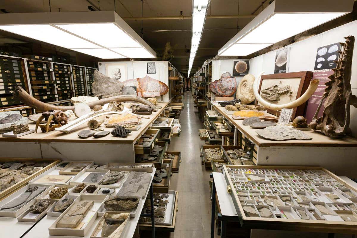A view of one part of the Paleontology collection in the Musuem of Natural History, arranged by the addition of representative specimens from other parts of the three floors of fossils in the East Wing.