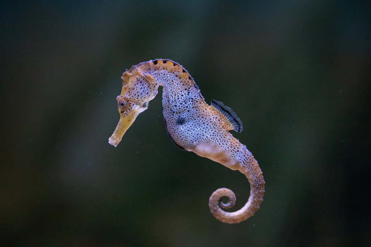 Seahorses use a spring motion to quickly capture their food