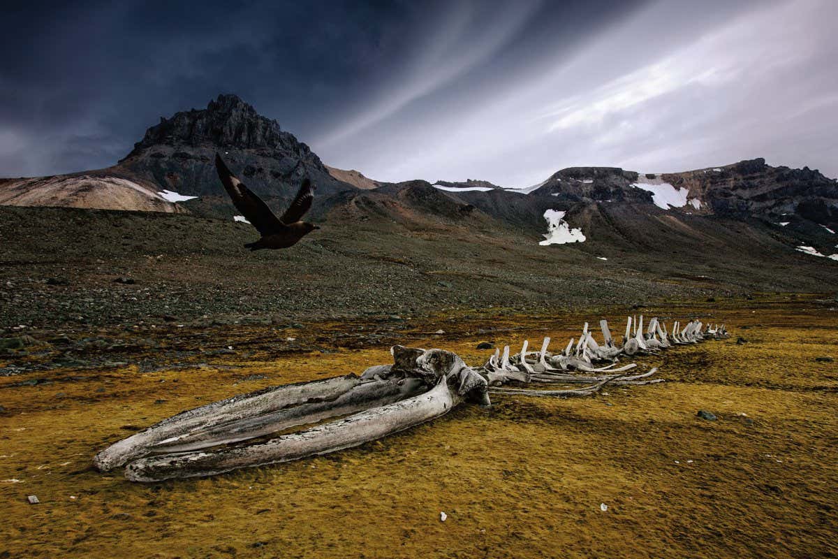 New Scientist Default Image