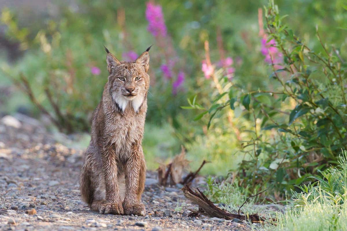 early summer morning Canadian Lynx (Lynx canadensis) in Whitehorse, Yukon, Canada; Shutterstock ID 1566601432; purchase_order: -; job: -; client: -; other: -