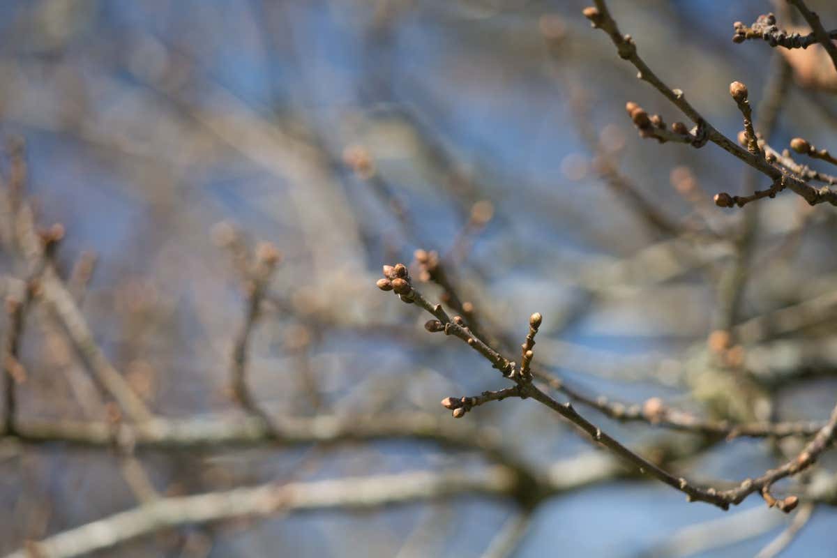 Oak buds contain a useful bacterium for separating rare earth elements