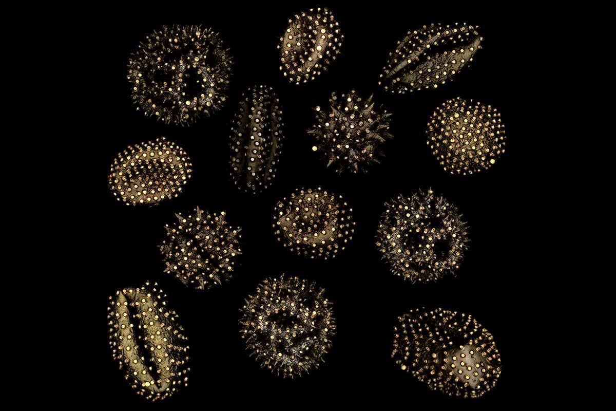 An image of microscopic disks that were transferred onto various grains of pollen.