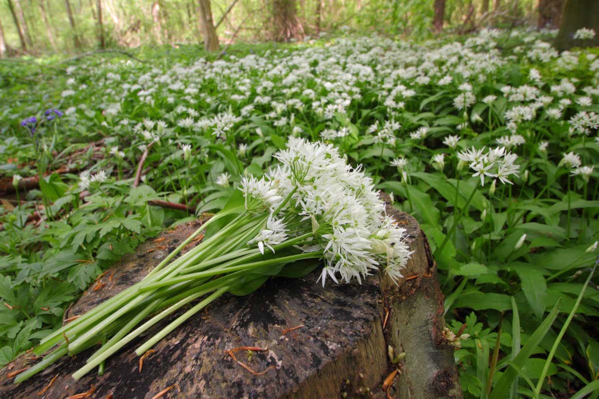 GDX76B Allium ursinum. Foraging wild garlic in an English woodland - spring, UK