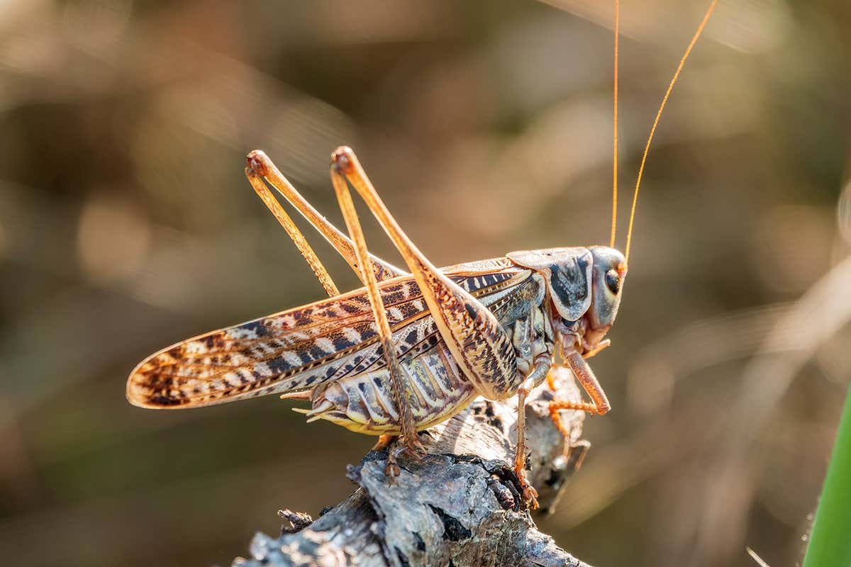 A large brown locust, Locusta migratoria, with a pattern on its body sits on branch among green vegetation in a summer garden. The migratory locust is the most widespread locust species