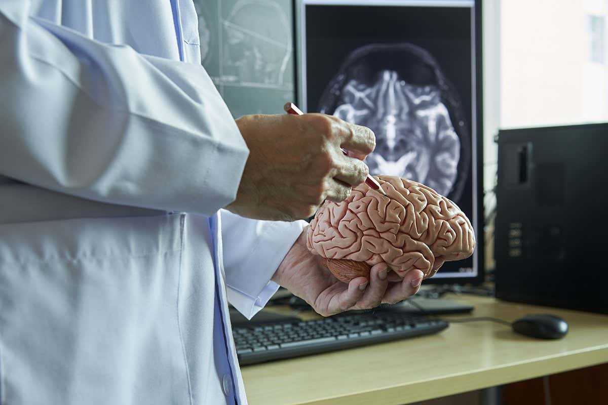 Human brain model on doctor hand. Doctor using pencil to demonstrate brain anatomy