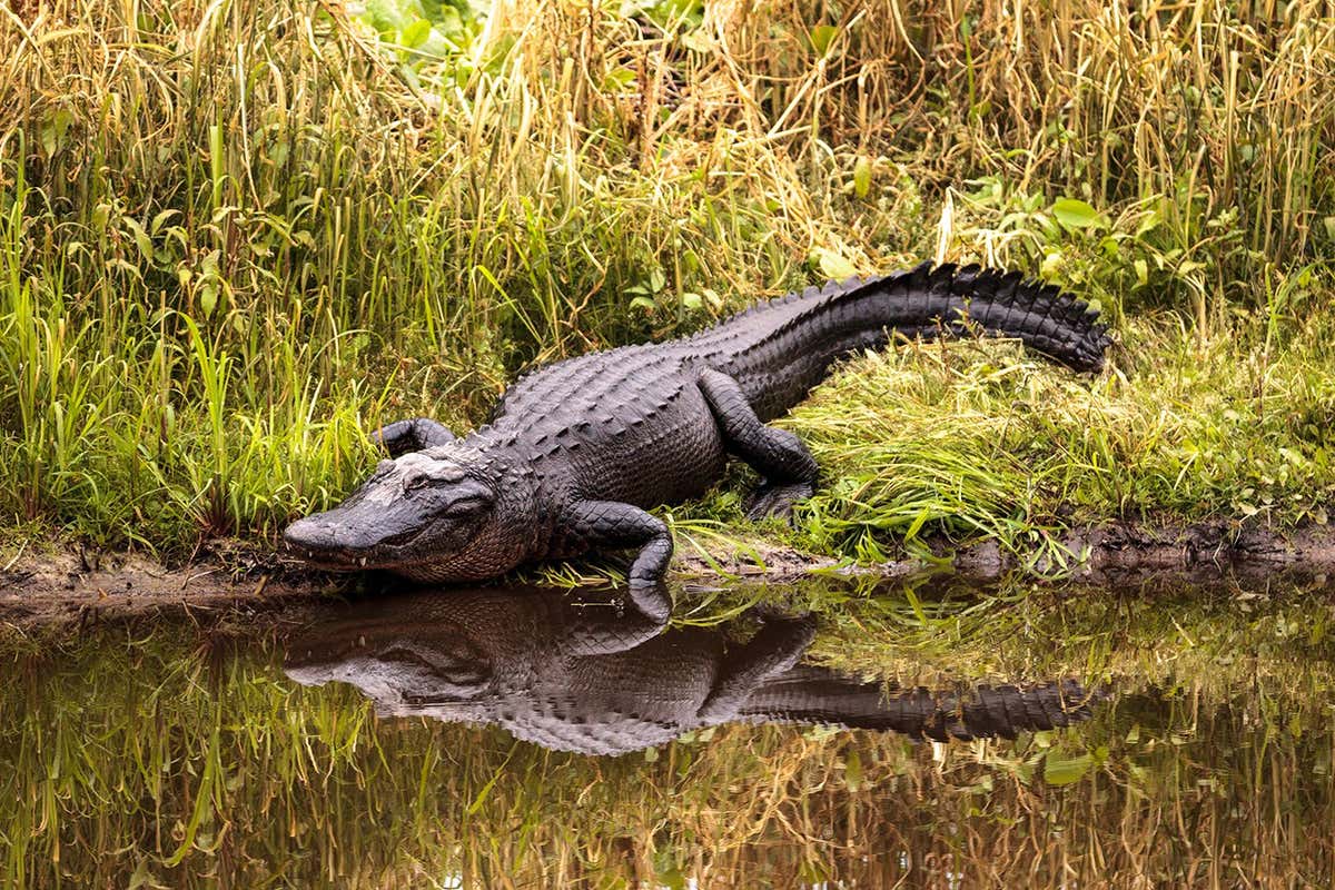 Alligators in Florida help other life thrive
