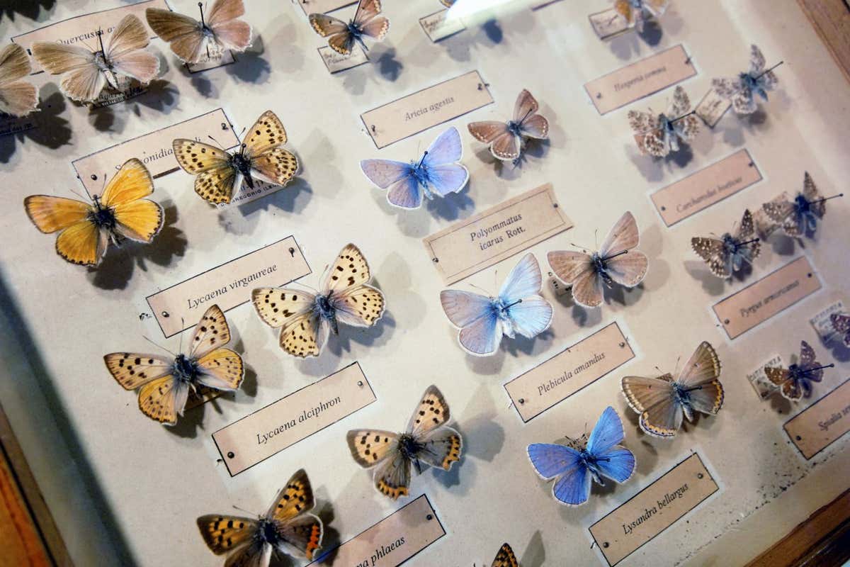 DYRYG4 collection of butterfly specimen. Image shot 2012. Exact date unknown.