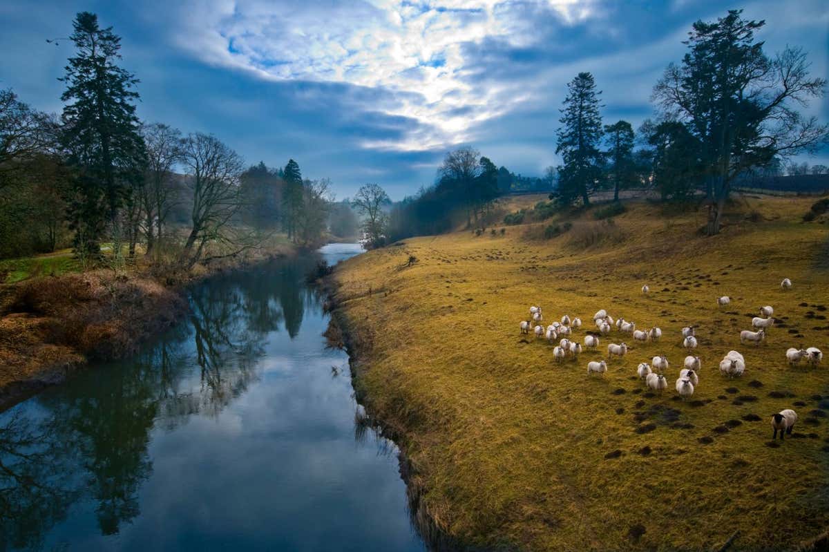CF2MRN Sheep grazing on the banks of the River Till at Twizel, a tributary of the River Tweed.