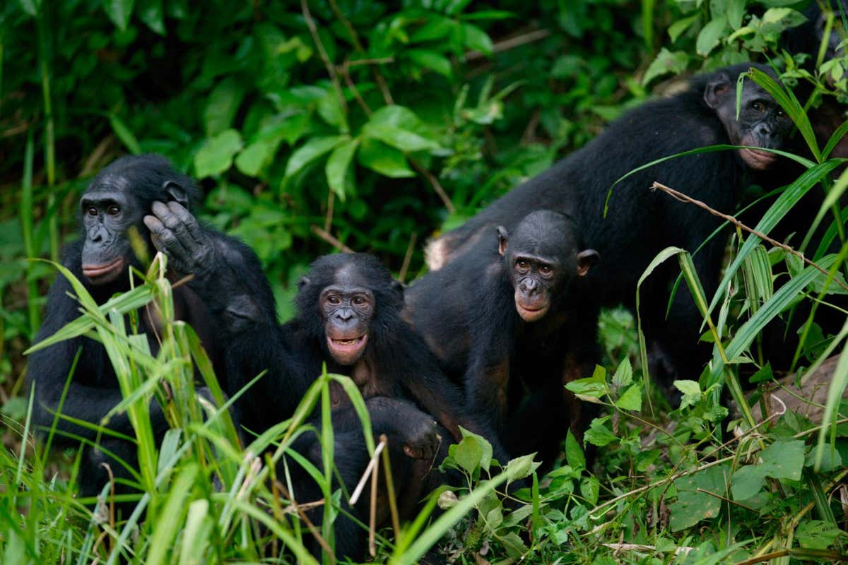 A group of Bonobos