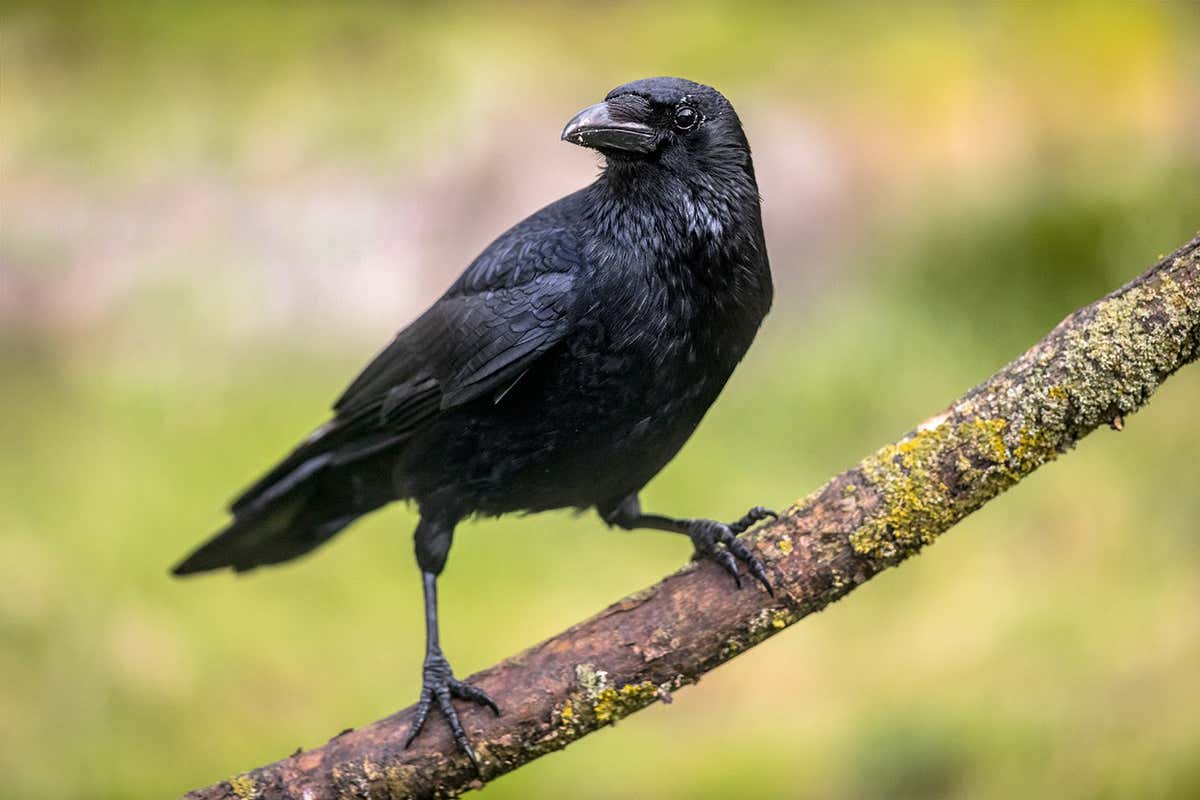 Carrion crow (Corvus corone) black bird perched on branch and looking at camera