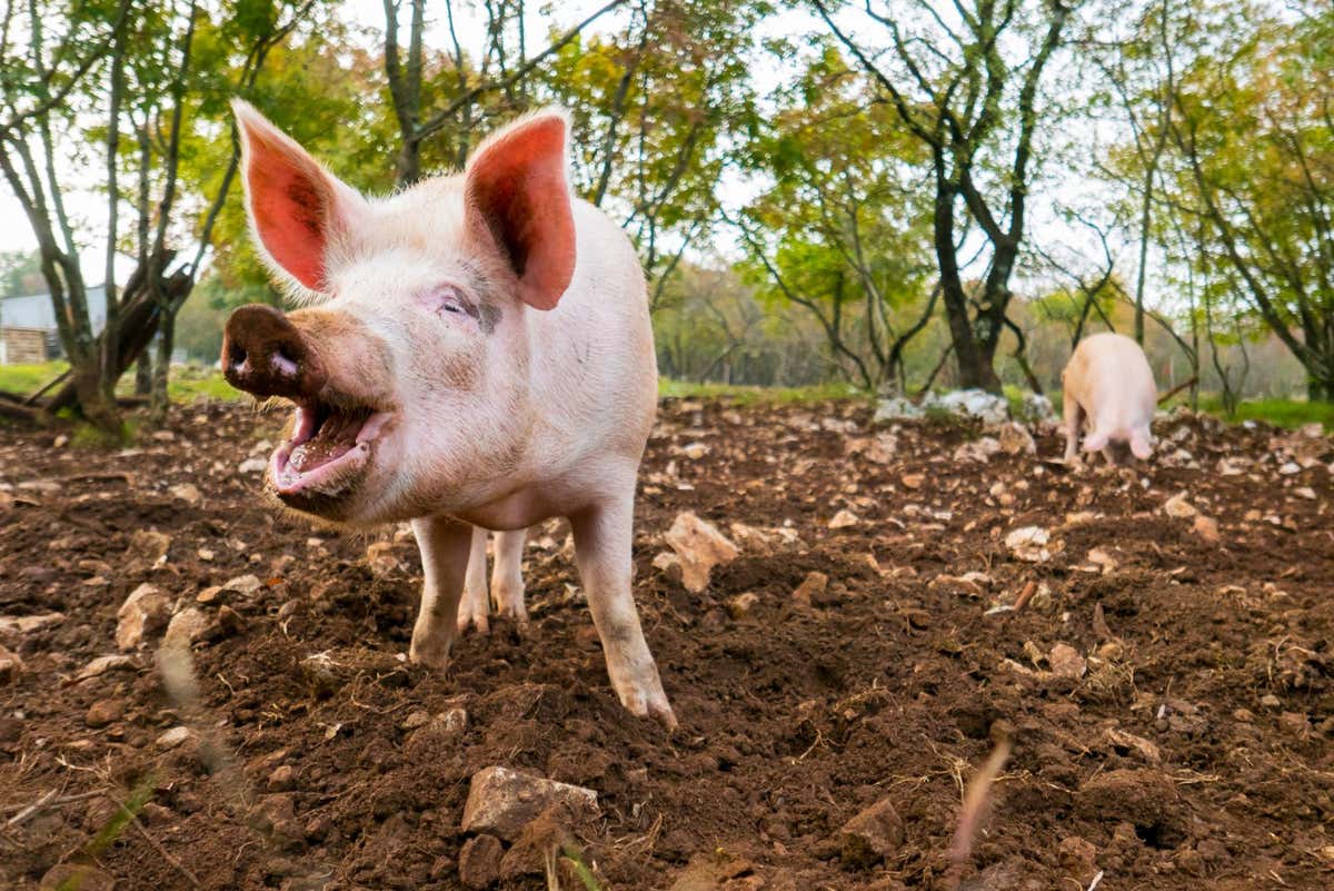 Free range pigs digging food in the dirt