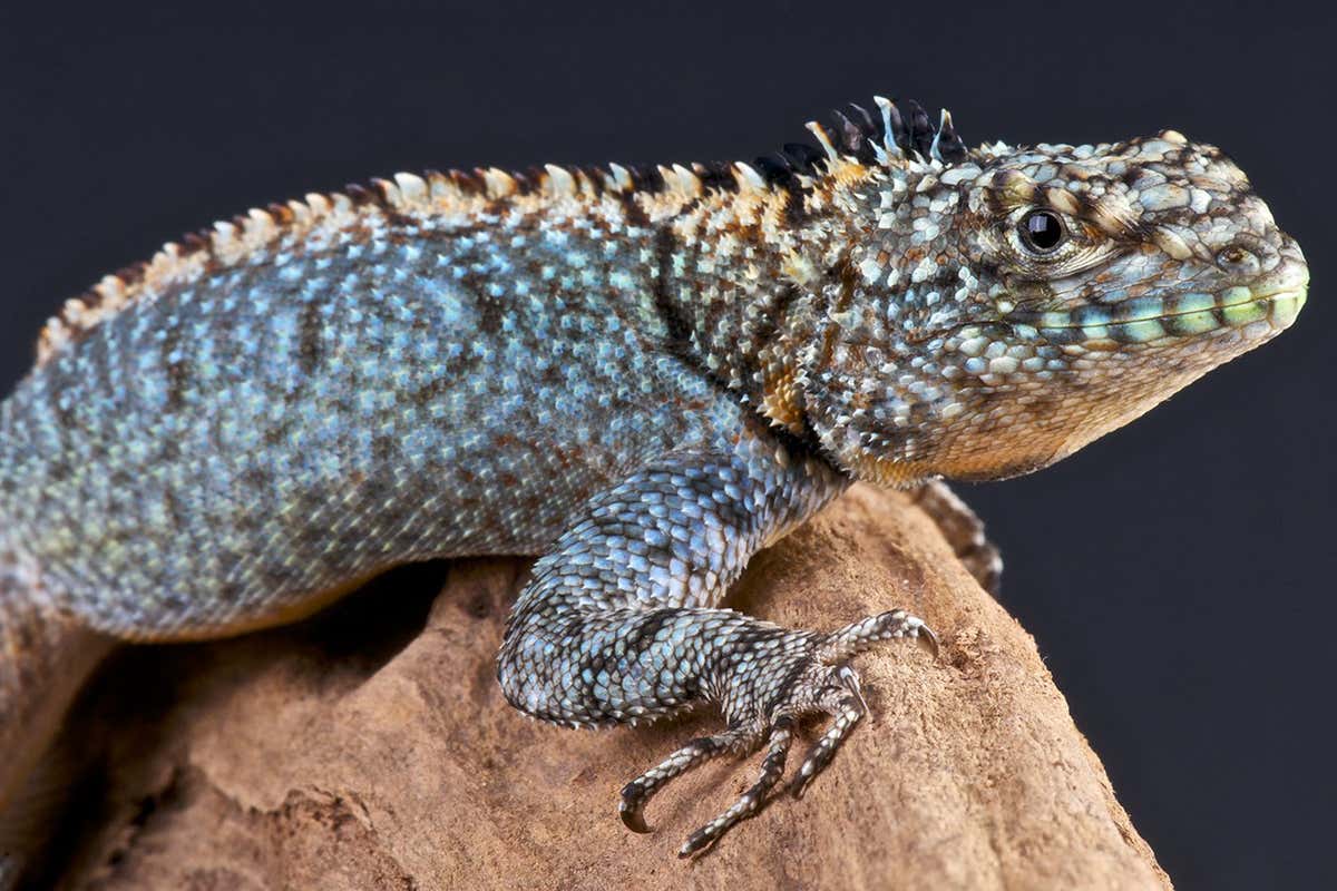 Spiny lava lizards become less picky about partners in the heat