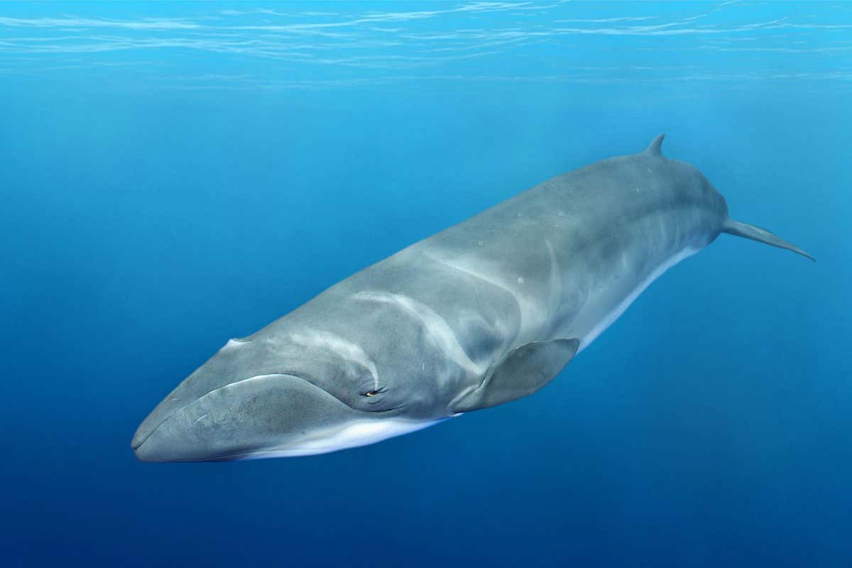 Pygmy right whales are the smallest of the baleen whales