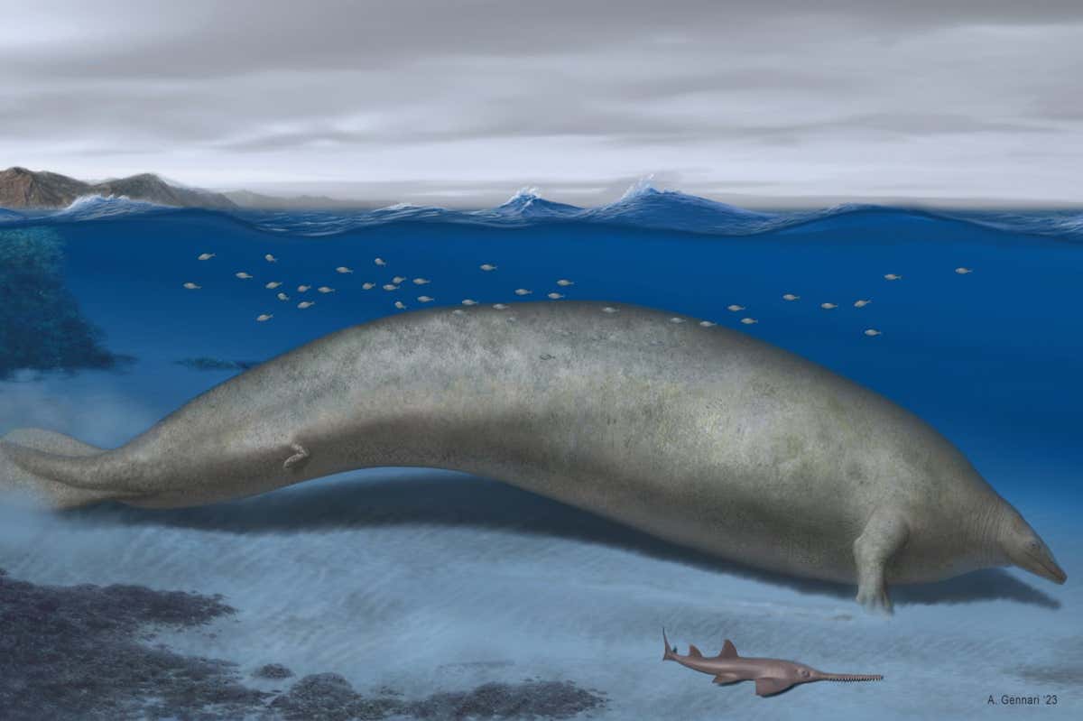 The newly discovered Perucetus colossus, an ancient species of whale, is thought to be one of the largest and heaviest animals on record, reports a study published in Nature. Estimates of its size and weight, based on a partial skeleton, rival those of the blue whale, which was previously thought to be the heaviest animal ever to exist. The findings suggest that the trend towards gigantism in marine mammals may have begun earlier than previously thought. Reconstruction of Perucetus colossus in its coastal habitat. Estimated body length: ~20 meters. Credit: Alberto Gennari