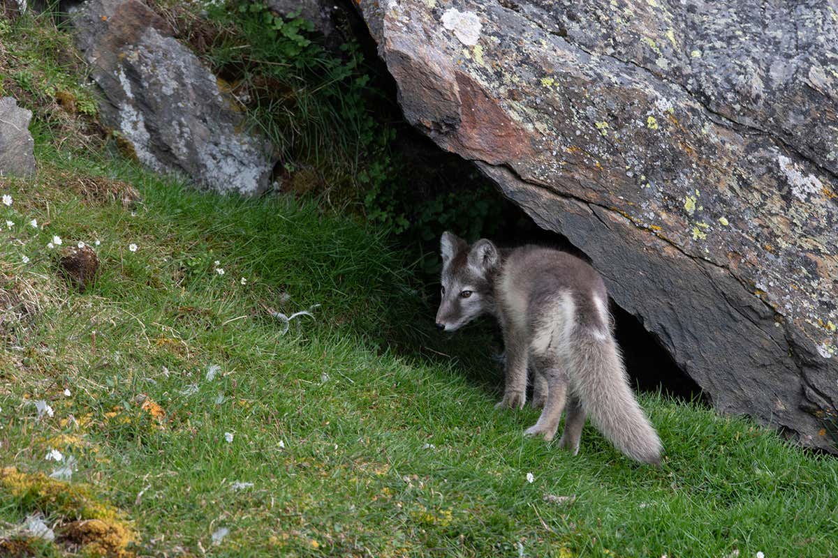 Arctic foxes appear to contribute to the greening of the area around their dens