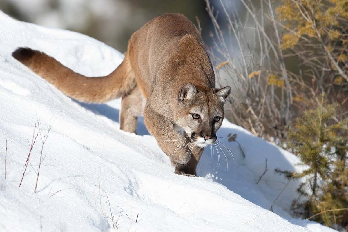 Cougar or Mountain lion in the snow