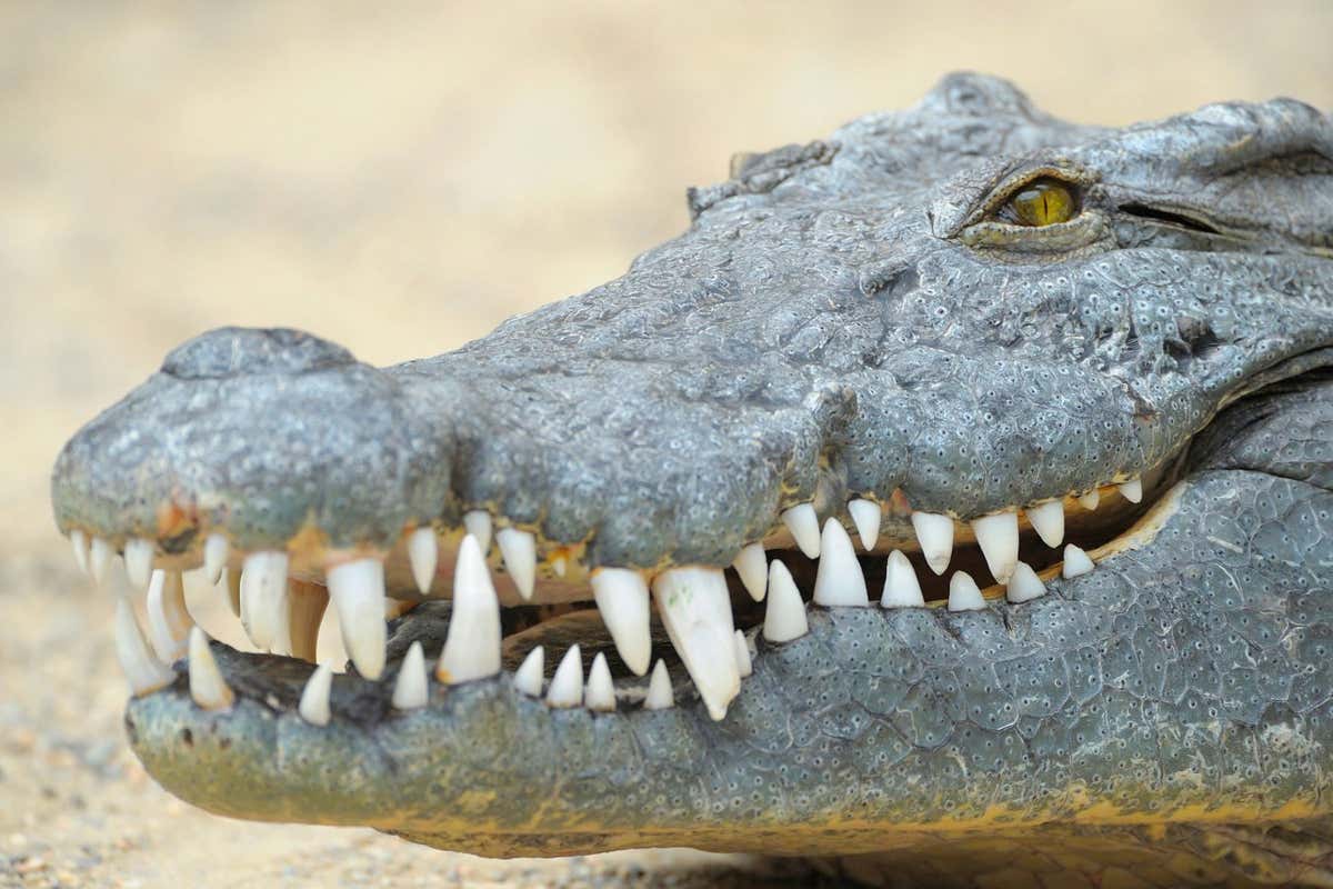 A Nile crocodile (Crocodylus niloticus)