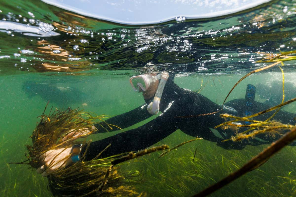 Angela Stevenson, 39, a marine scientist for GEOMAR, dives with a bunch of flowering seagrass she has collected, in Laboe, Germany July 10, 2023. The group of scientists collect seeds for research into planting the seeds and breeding a more heat resistant seagrass for the SeaStore Seagrass Restoration Project at the GEOMAR Helmholtz Centre for Ocean Research Kiel. "Scientists ask questions about the environment and the society and solve problems in a systematic way. But teaching citizens and the implementation of the method is not necessarily our job. But then I asked myself, who else is going to do this?" said Stevenson. REUTERS/Lisi Niesner SEARCH "NIESNER SEAGRASS" FOR THIS STORY. SEARCH "WIDER IMAGE" FOR ALL STORIES - RC2B02ADN7P3