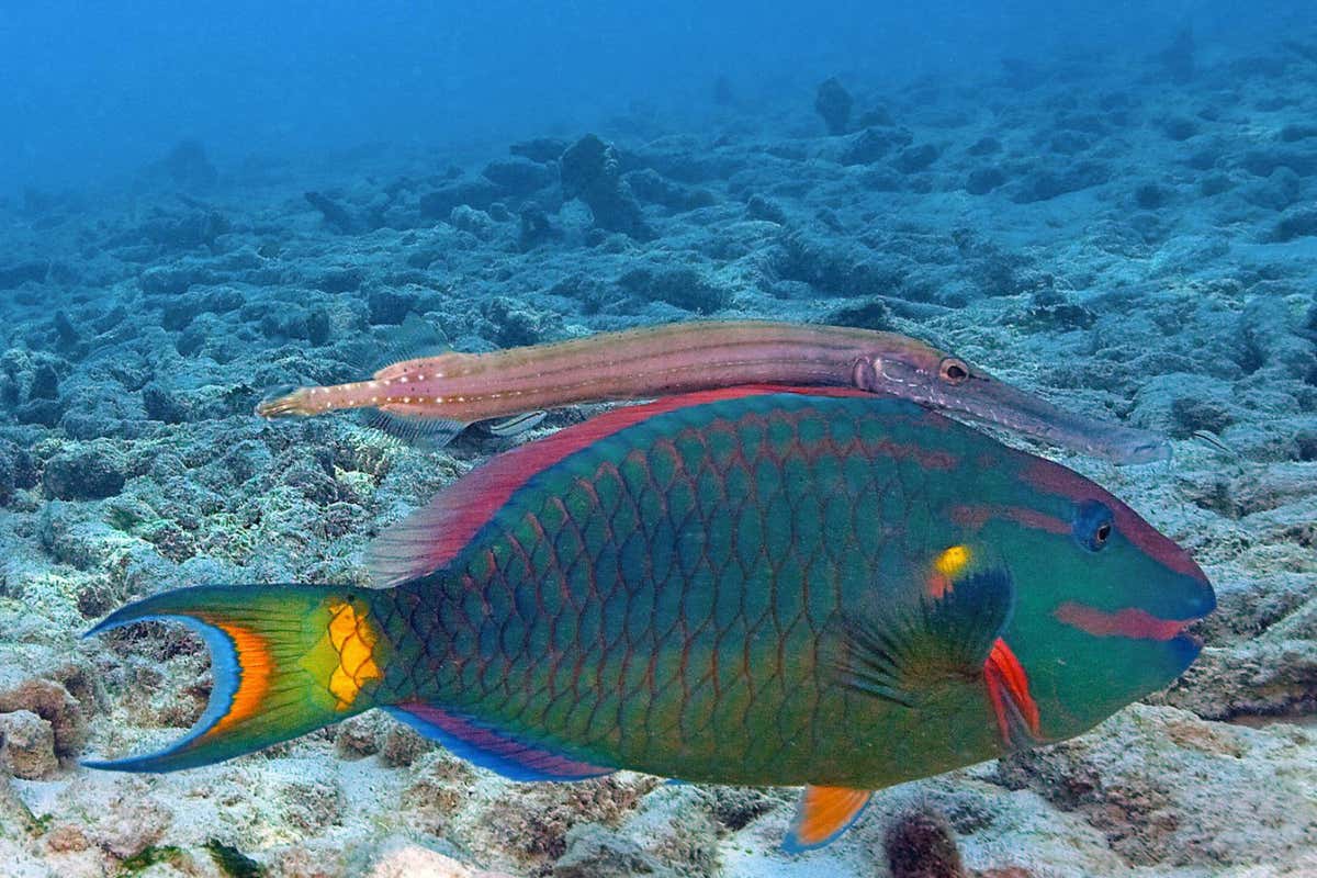 A Stoplight parrotfish (Sparisoma viride) and Trumpetfish (Aulostomus maculatus), swimming together, Bonaire, Netherland Antilles, Caribbean