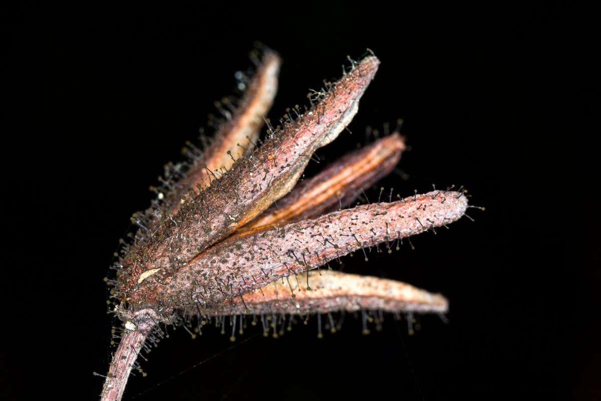 https://www.inaturalist.org/observations/150237155 Rhododendron Blight Seifertia azaleae