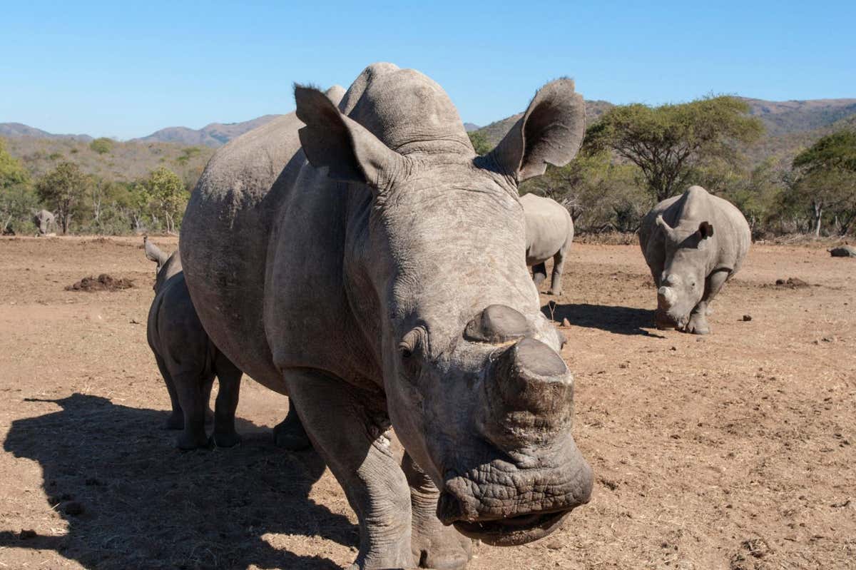 E9NWFC Dehorned white rhino (Ceratotherium simum) with calf, Mpumalanga, South Africa