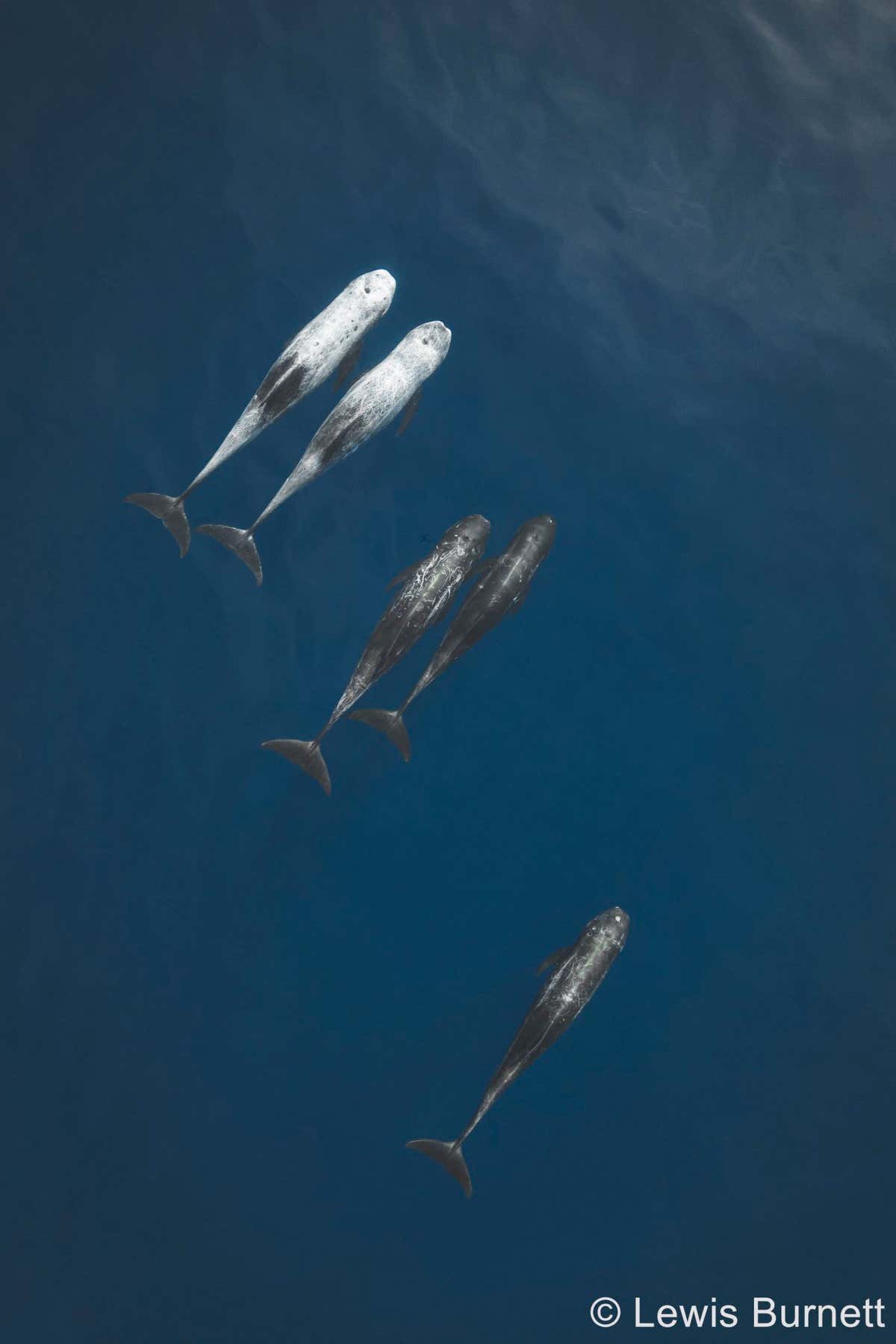 Lewis Burnett - Rissos dolphin