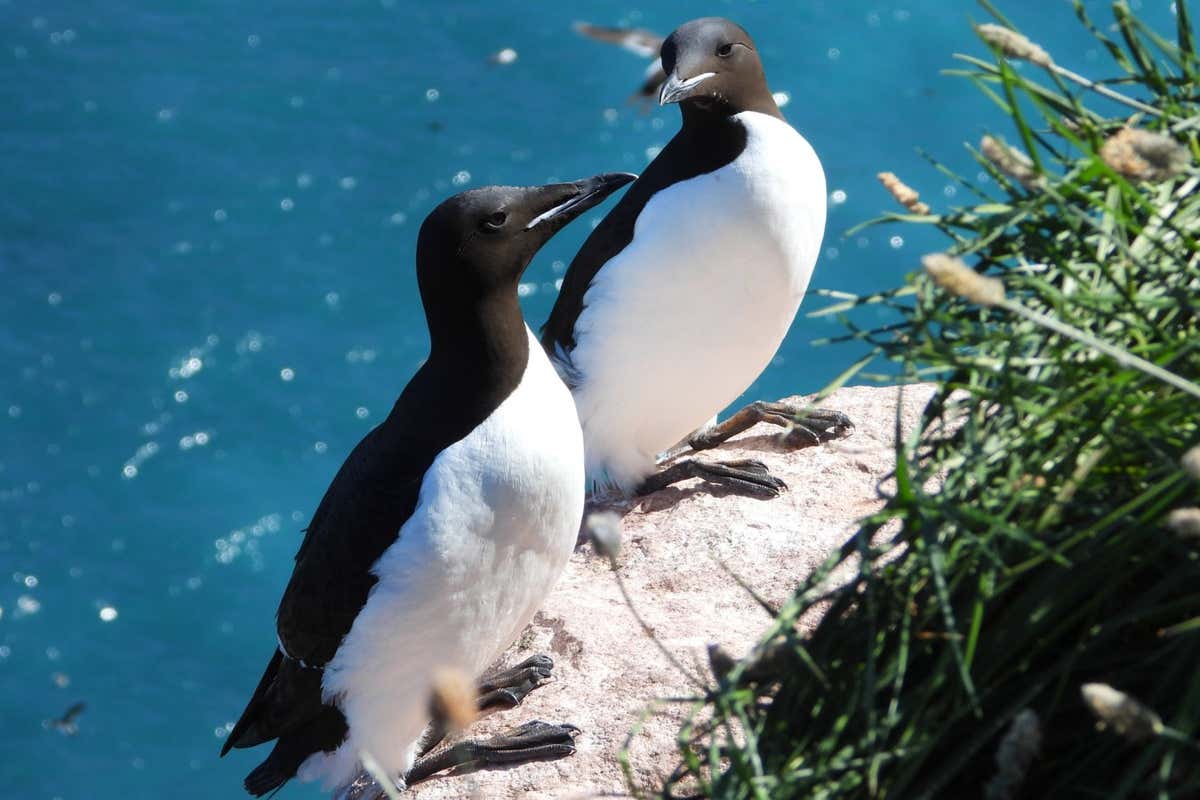 Two thick-billed murres