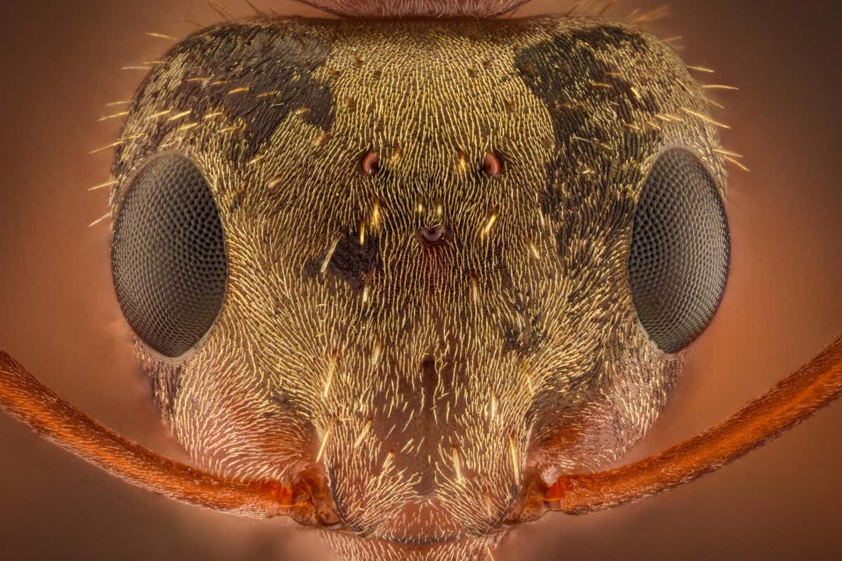 Ant head with compound eyes