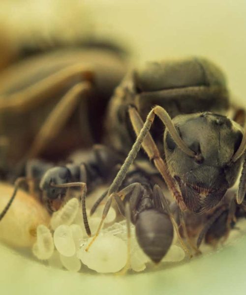 Ant queens have good reasons for eating their own babies