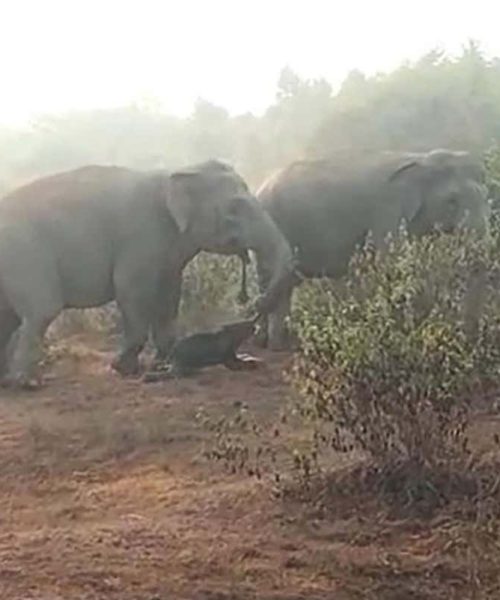 Asian elephants seen burying their dead for the first time