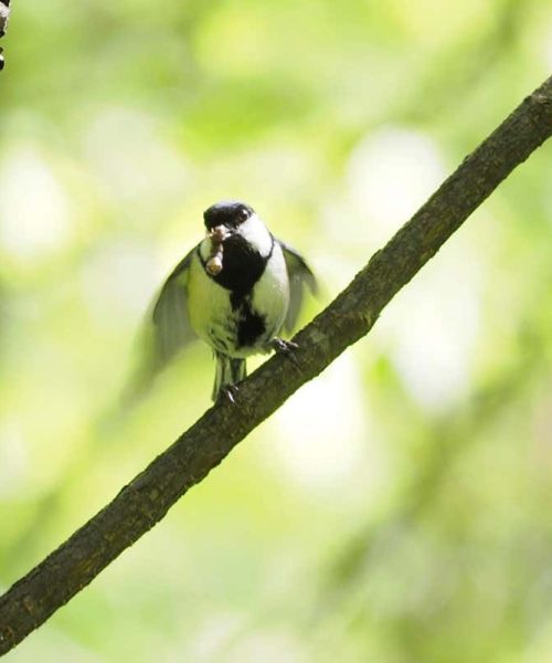 Birds make an ‘after you’ gesture to prompt their mate to enter nest