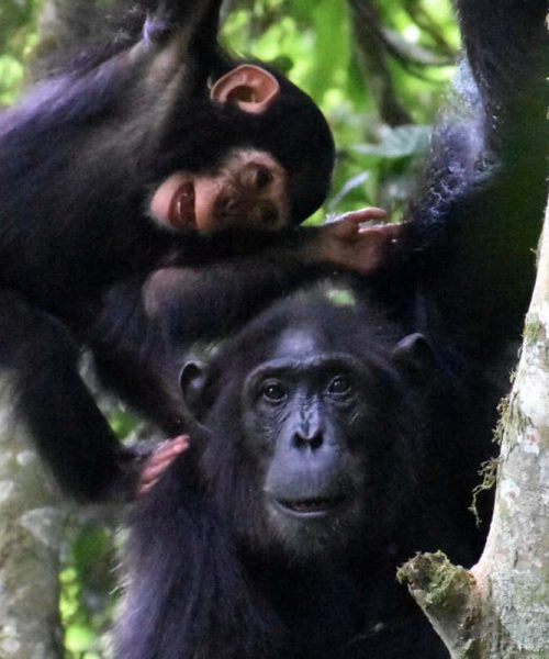 Chimp mothers play with their youngsters even when times are tough