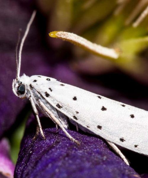 City moths may have evolved smaller wings due to light pollution