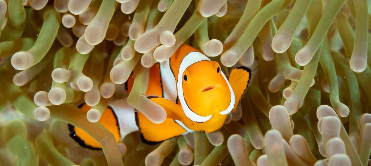 Clownfish avoid the sting of their anemone hosts with sugary slime