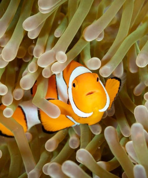 Clownfish avoid the sting of their anemone hosts with sugary slime