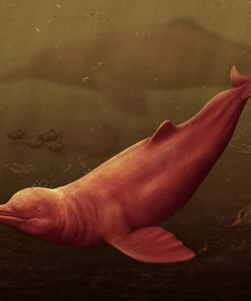 Extinct freshwater dolphin from the Amazon was largest of all time