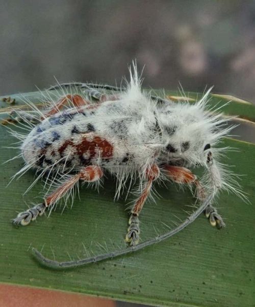 Fluffy beetle discovered in Australia may be the world’s hairiest