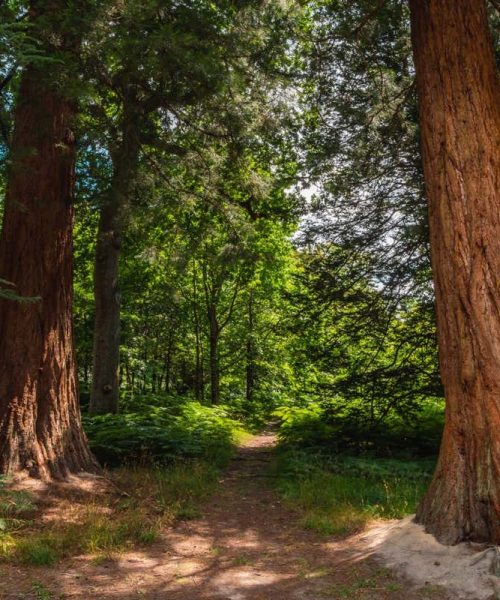 Giant sequoia trees are growing surprisingly quickly in the UK