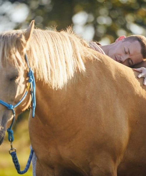 Horses used in therapy often avoid people if they are given a choice