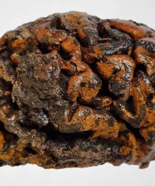 Human brains have been mysteriously preserved for thousands of years