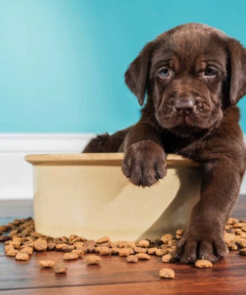 Hunger-inducing mutation makes some Labradors more likely to get fat