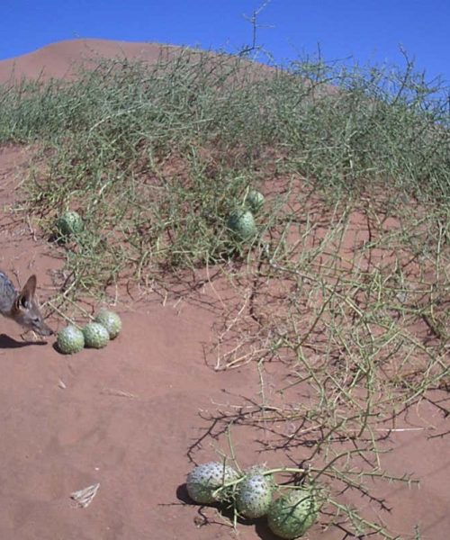 Jackals may urinate on their favourite fruit to deter thieves